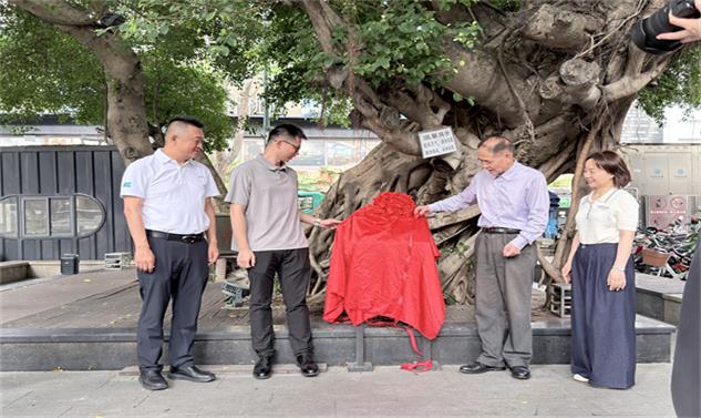 守护地球年轮 赓续文明根脉｜荣超公益助养古树，为深圳添一抹绿意